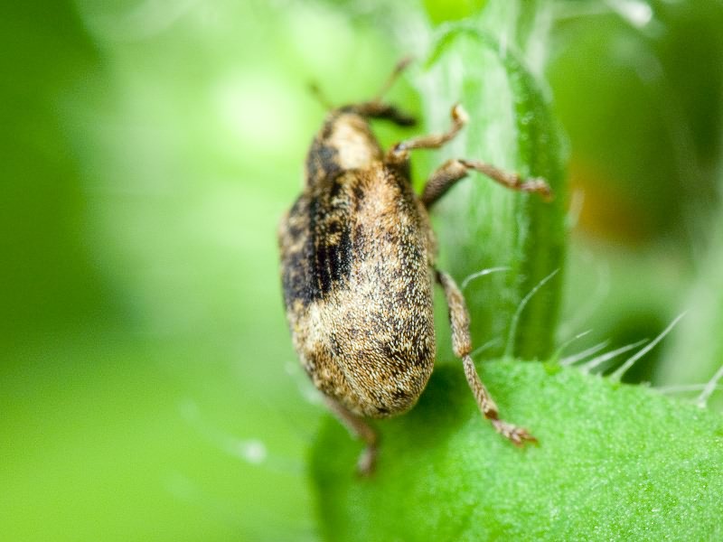 Stereonychus fraxini (De Geer, 1775)